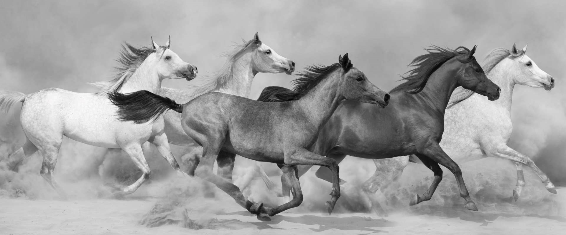 חזון מלונות רוקסון ולמה תמונה של סוסי פרא